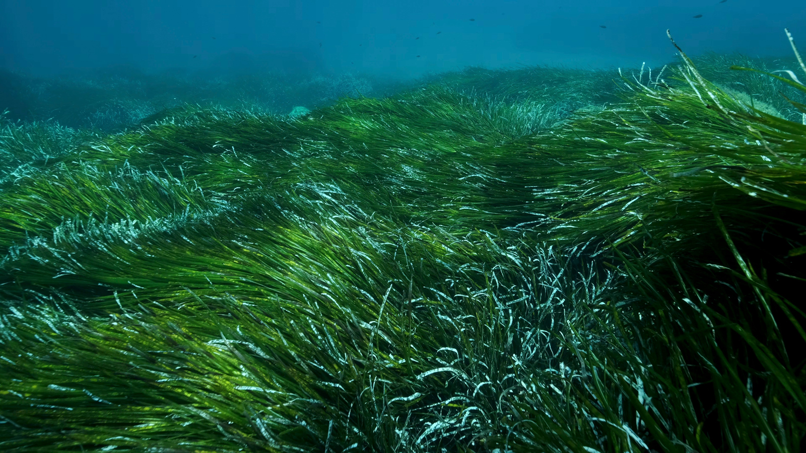 Ankerkette auf hellem Sandgrund zwischen Seegrasfeldern im Mittelmeer
